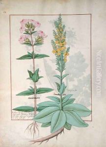 Illustration from the Book of Simple Medicines by Mattheaus Platearius d.c.1161 c.1470 48