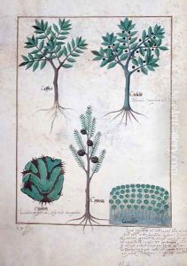 Illustration from the Book of Simple Medicines by Mattheaus Platearius d.c.1161 c.1470 16 by Robinet Testard