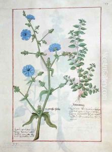 Illustration from the Book of Simple Medicines by Mattheaus Platearius d.c.1161 c.1470 18