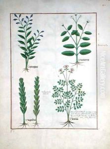 Illustration from the Book of Simple Medicines by Mattheaus Platearius d.c.1161 c.1470 26 by Robinet Testard
