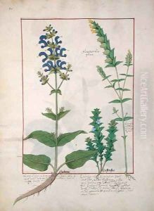 Illustration from the Book of Simple Medicines by Mattheaus Platearius d.c.1161 c.1470 47