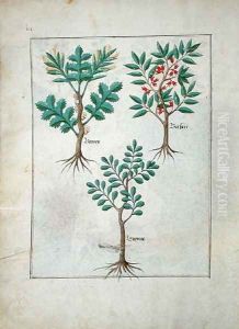 Illustration from the Book of Simple Medicines by Mattheaus Platearius d.c.1161 c.1470 5
