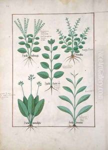 Illustration from The Book of Simple Medicines by Mattheaus Platearius d.c.1161 c.1470 50 by Robinet Testard