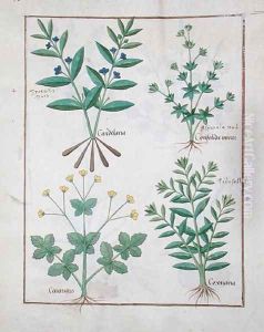 Illustration from the Book of Simple Medicines by Mattheaus Platearius d.c.1161 c.1470 51