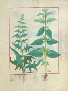 Urticaceae Nettle Family Illustration from the Book of Simple Medicines by Mattheaus Platearius d.c.1161 c.1470 by Robinet Testard