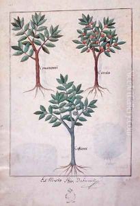 Illustration from the Book of Simple Medicines by Mattheaus Platearius d.c.1161 c.1470 17