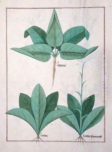 Illustration from the Book of Simple Medicines by Mattheaus Platearius d.c.1161 c.1470 21
