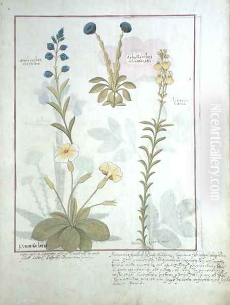 Top row- Onobrychis or Sainfoin, and Aphyllanthes. Bottom row- Linaria Lutea, and Primula Veris or Primrose, illustration from The Book of Simple Medicines by Mattheaus Platearius d.c.1161 c.1470 - view 1