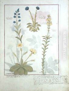 Top row- Onobrychis or Sainfoin, and Aphyllanthes. Bottom row- Linaria Lutea, and Primula Veris or Primrose, illustration from The Book of Simple Medicines by Mattheaus Platearius d.c.1161 c.1470
