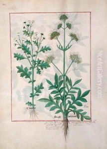 Illustration from the Book of Simple Medicines by Mattheaus Platearius d.c.1161 c.1470 29