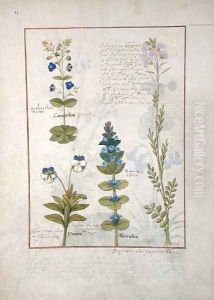 Illustration from the Book of Simple Medicines by Mattheaus Platearius d.c.1161 c.1470 42