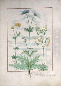 Illustration from the Book of Simple Medicines by Mattheaus Platearius d.c.1161 c.1470 43