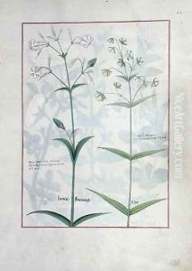 Illustration from The Book of Simple Medicines by Mattheaus Platearius d.c.1161 c.1470 54