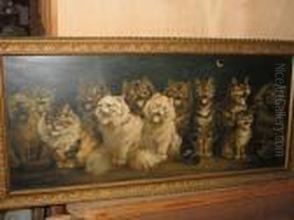 Cats Chorus By Moonlight - view 1