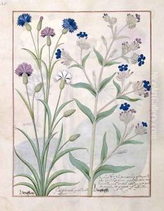 Illustration from the Book of Simple Medicines by Mattheaus Platearius d.c.1161 c.1470 23