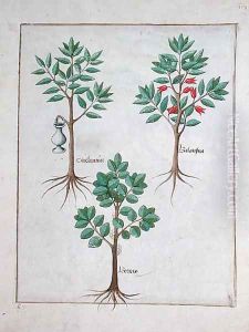 Illustration from the Book of Simple Medicines by Mattheaus Platearius d.c.1161 c.1470 13