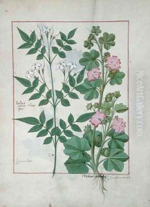 Illustration from the Book of Simple Medicines by Mattheaus Platearius d.c.1161 c.1470 31