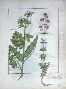Illustration from the Book of Simple Medicines by Mattheaus Platearius d.c.1161 c.1470 49