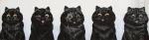 Five Black Cats by Louis Wain