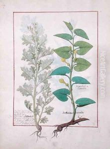 Illustration from The Book of Simple Medicines by Mattheaus Platearius d.c.1161 c.1470 55