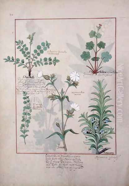 Illustration from The Book of Simple Medicines by Mattheaus Platearius d.c.1161 c.1470 56 - view 1
