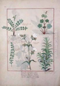 Illustration from The Book of Simple Medicines by Mattheaus Platearius d.c.1161 c.1470 56
