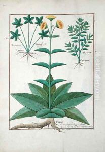Illustration from the Book of Simple Medicines by Mattheaus Platearius d.c.1161 c.1470 27
