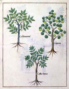 Illustration from the Book of Simple Medicines by Mattheaus Platearius d.c.1161 c.1470 9
