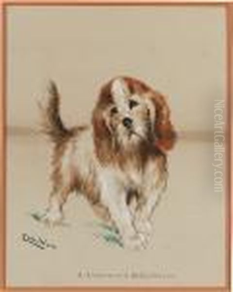 A Rough-haired Bassethound - view 1