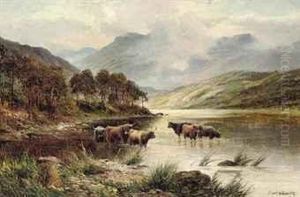 Highland Cattle Watering