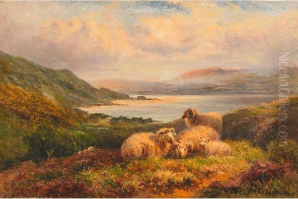Highland Sheep - view 1