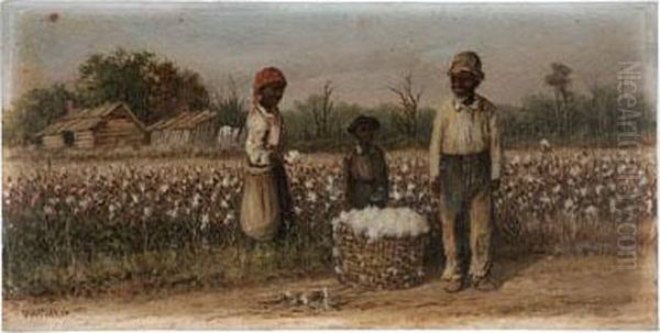 Cotton Field - view 1