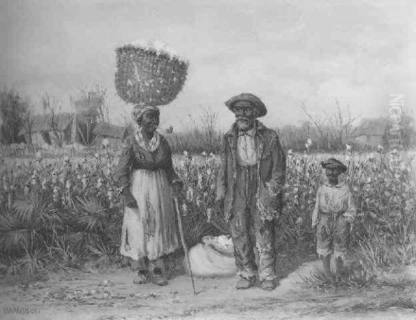 Cotton Field - view 1