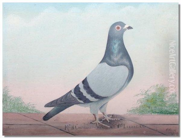 Mr H Chapman's Racing Pigeon First Leeds 1906 - view 1
