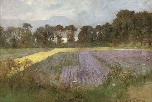 Summer meadows
