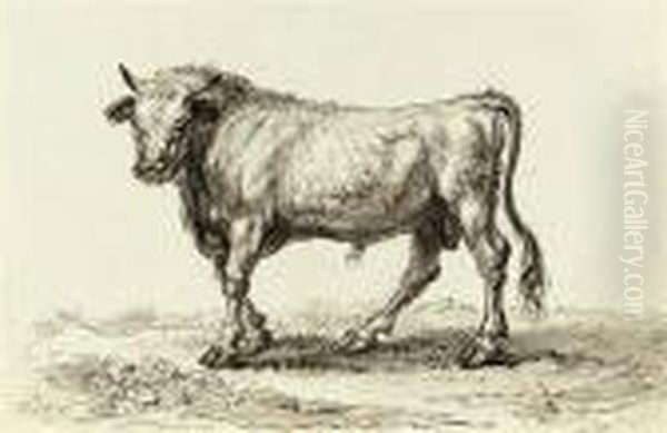 Study Of A Bull - view 1