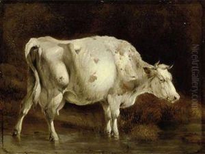Study Of A Cow
