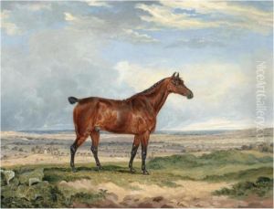 A Bay Hunter In An Extensive Landscape