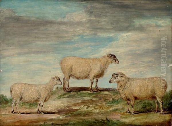Elman's South Down Ram, Ewe And Wether - view 1