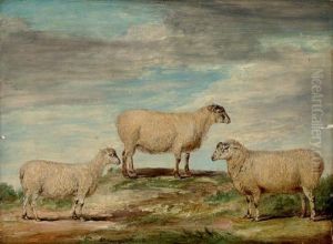 Elman's South Down Ram, Ewe And Wether by James Ward