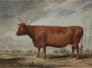 A Devonshire Cow