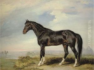 A Dongola Stallion From Nubia