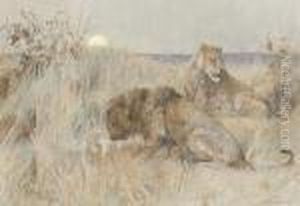 Lions At Dusk