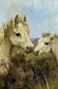 Exmoor Ponies