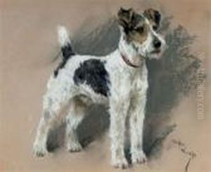 Study Of A Fox Terrier