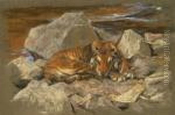A Tiger Resting Amongst Rocks - view 1