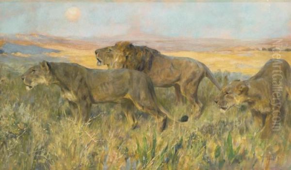 Lions At Sunset - view 1
