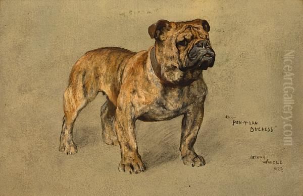 A Portrait Of The Bulldog 'champion Pen-y-lan Duchess' - view 1