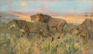 Lions: Sunset