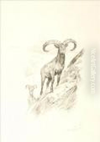 Mountain Goat - view 1